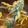 Сорт семян каннабиса Northern Lights Feminised Gold